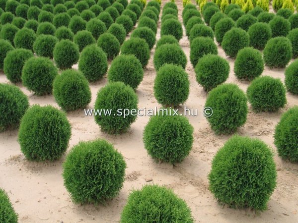 gombtuja-fajtak---thuja-occidentalis-little-giant.30001.1024x768